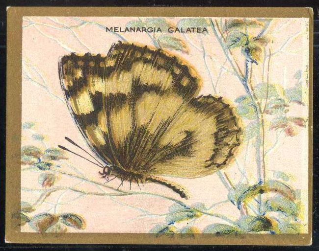 Melanargia Galatea